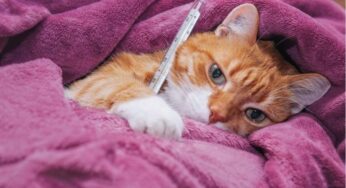 Studi Baru Ungkap Risiko Penularan Flu Burung pada Kucing