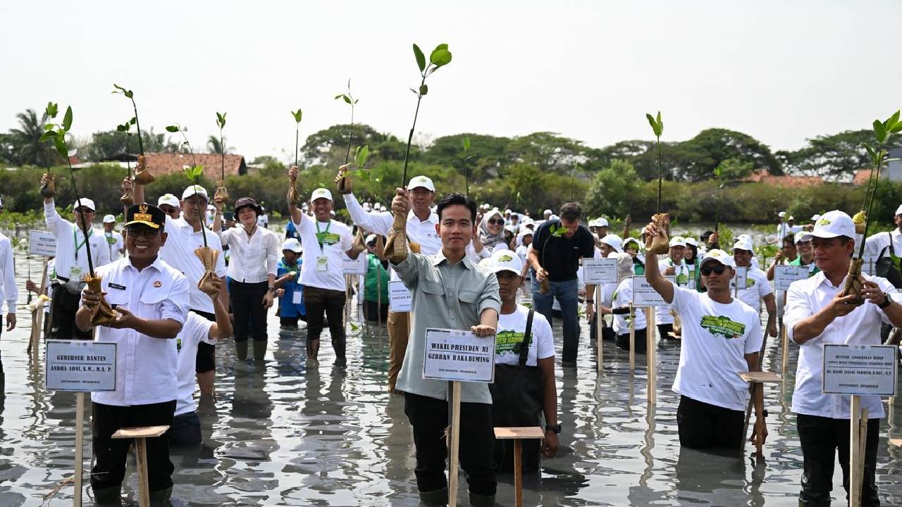 Gibran Rakabuming Tanam Mangrove di Banten: Aksi Nyata Lindungi Pesisir Indonesia