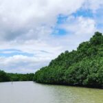 Teluk Pangpang: Konservasi Mangrove yang Mengubah Wajah Pesisir