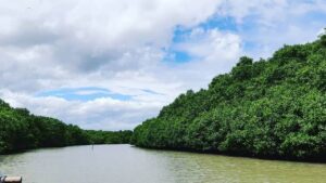 Teluk Pangpang: Konservasi Mangrove yang Mengubah Wajah Pesisir