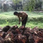 Indonesia Mulai Ekstensifikasi Sawit 2026: Langkah Besar Menuju Produksi 100 Juta Ton CPO