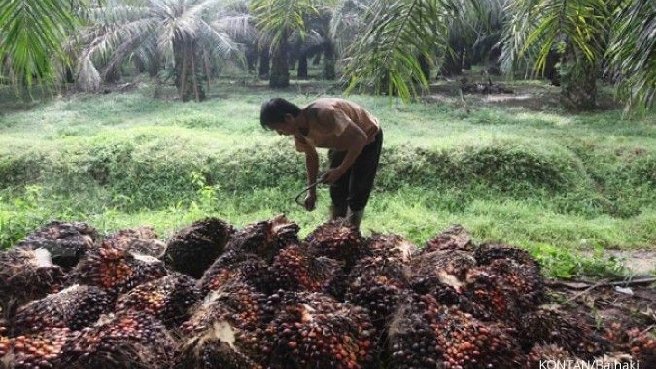 Indonesia Mulai Ekstensifikasi Sawit 2026: Langkah Besar Menuju Produksi 100 Juta Ton CPO
