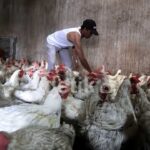 Harga Ayam Terjun Bebas, Peternak Kecil Makin Terjepit di Tengah Ketidakseimbangan Pasar