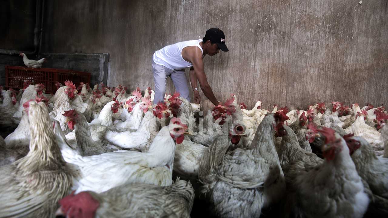 Harga Ayam Terjun Bebas, Peternak Kecil Makin Terjepit di Tengah Ketidakseimbangan Pasar