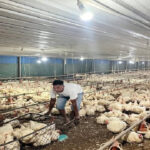 Harga Ayam Hidup Terus Merosot, Kementan Percepat Penyerapan Livebird Peternak