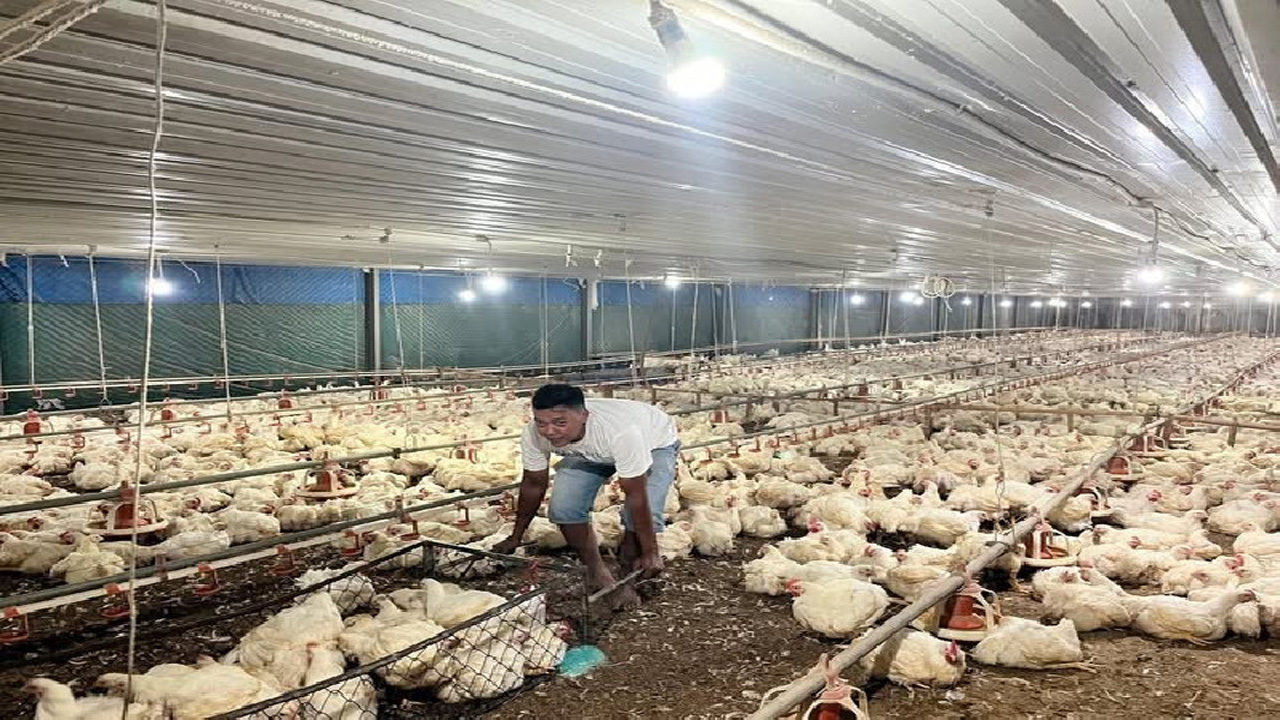 Harga Ayam Hidup Terus Merosot, Kementan Percepat Penyerapan Livebird Peternak